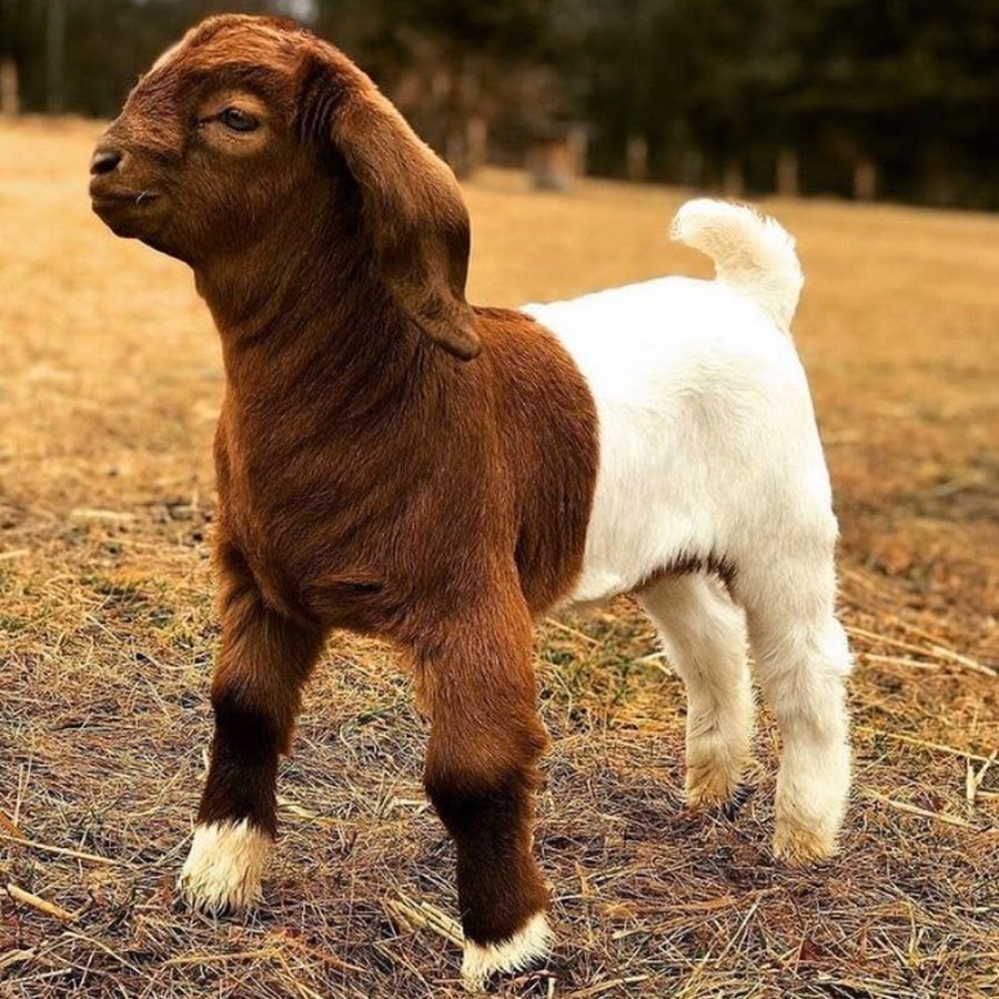 Козы на пастбище