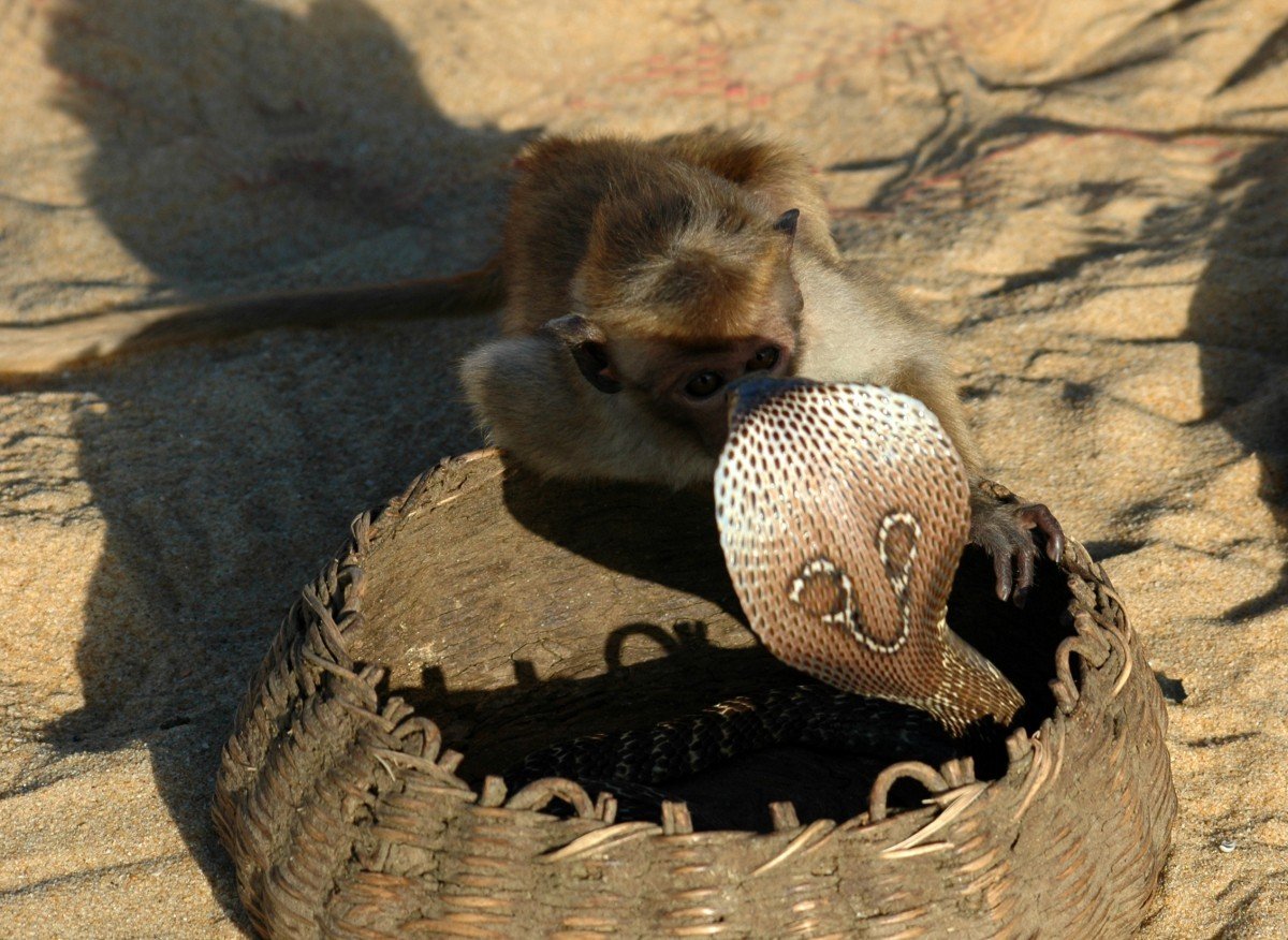 Змея и обезьяна