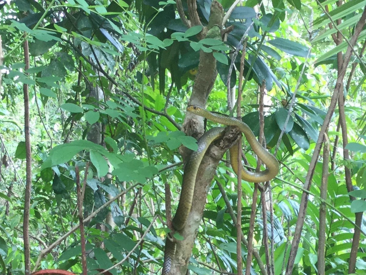 Змея Шри Ланка