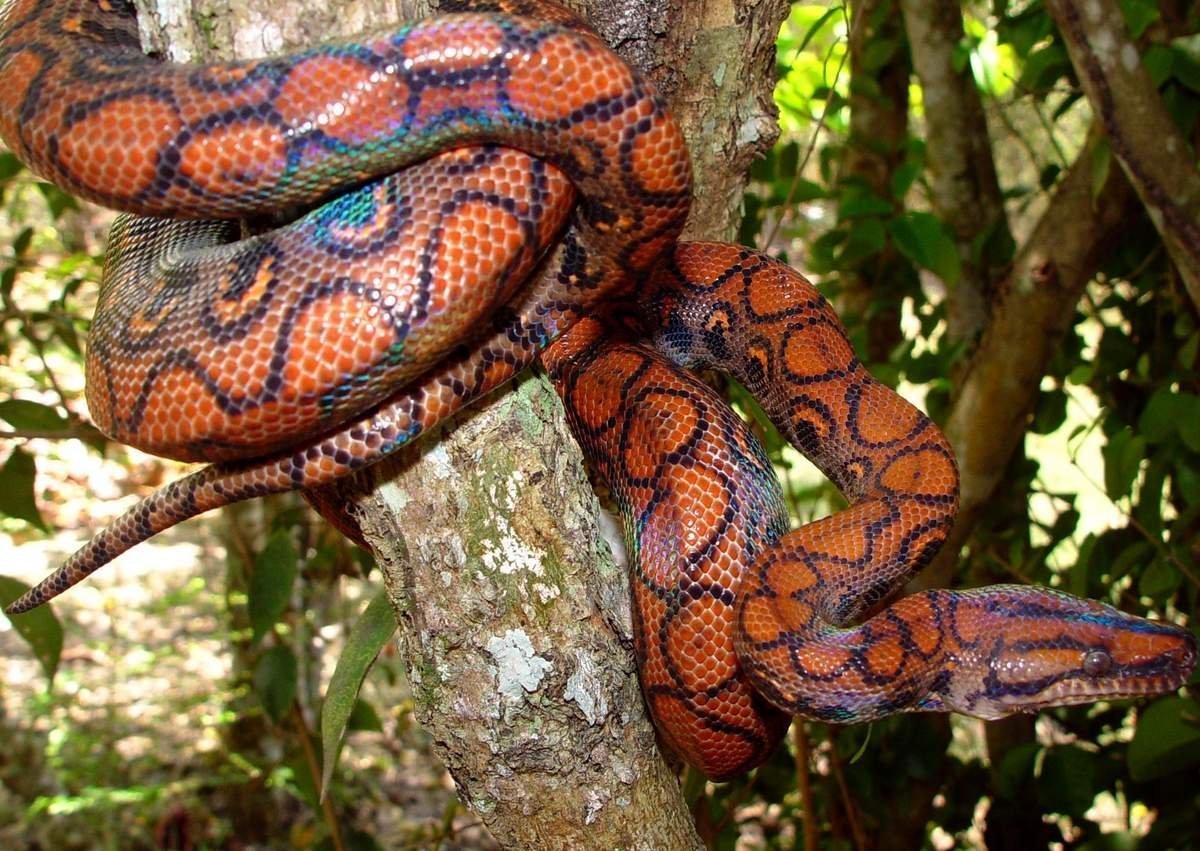 Радужный питон удав