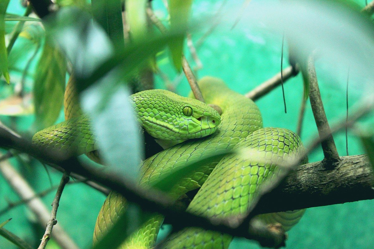 Змеи отряд пресмыкающихся