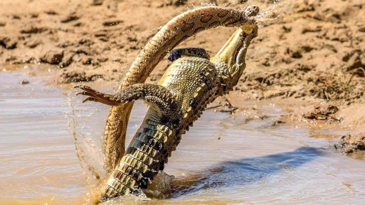 Крокодилы едят змей. Анаконда и крокодил битва. Оринокский крокодил против анаконды.