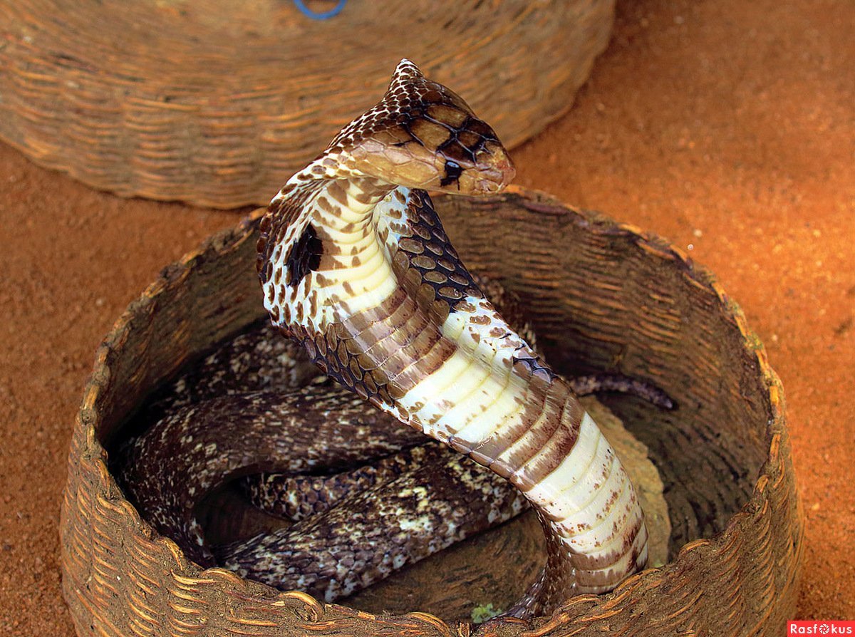 Шри Ланка змеи