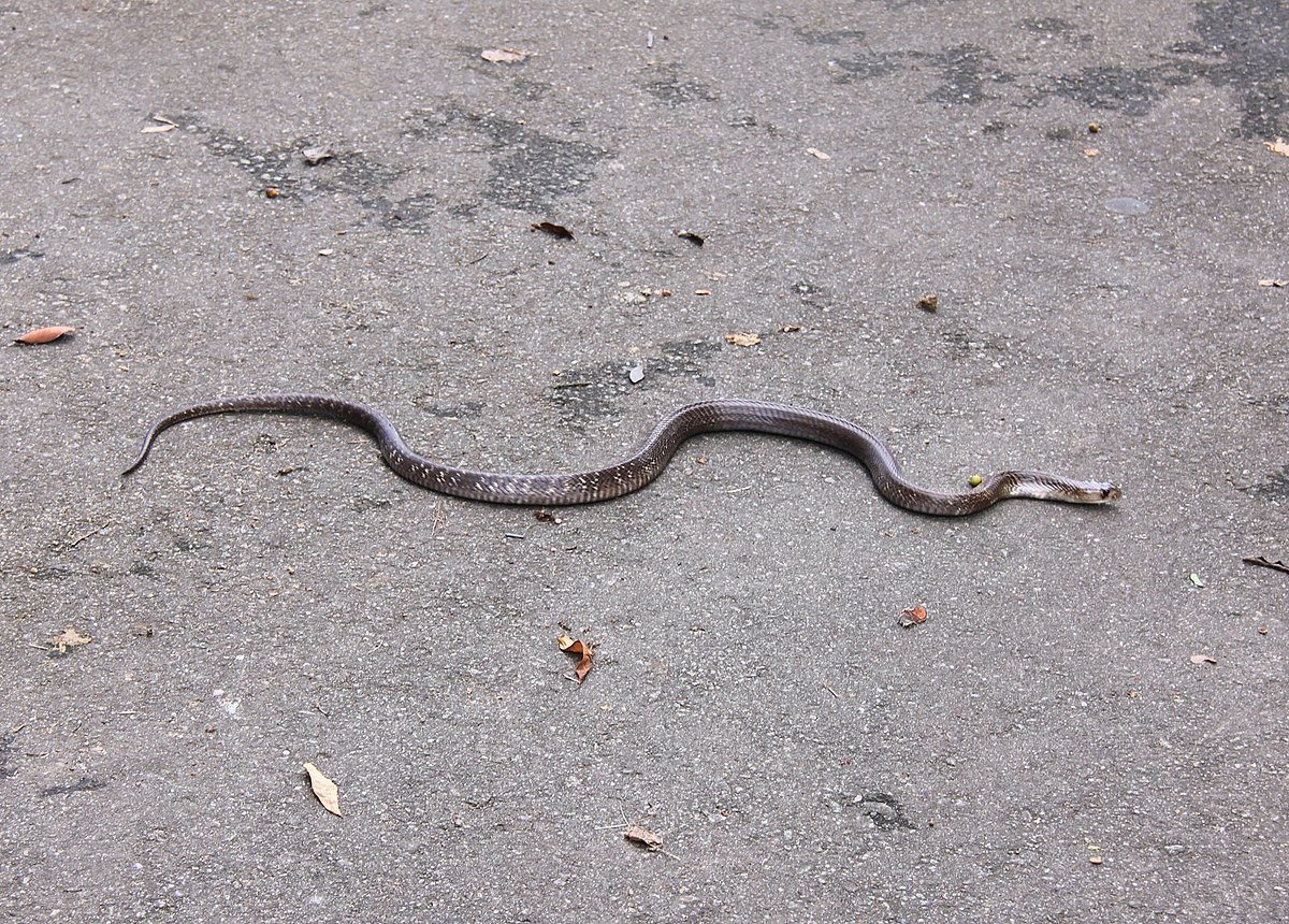 Шри Ланка Кобра