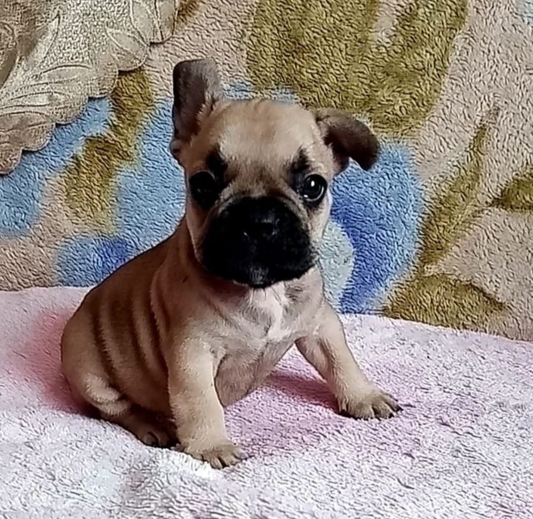 Французский бульдог голубопалевой окрас