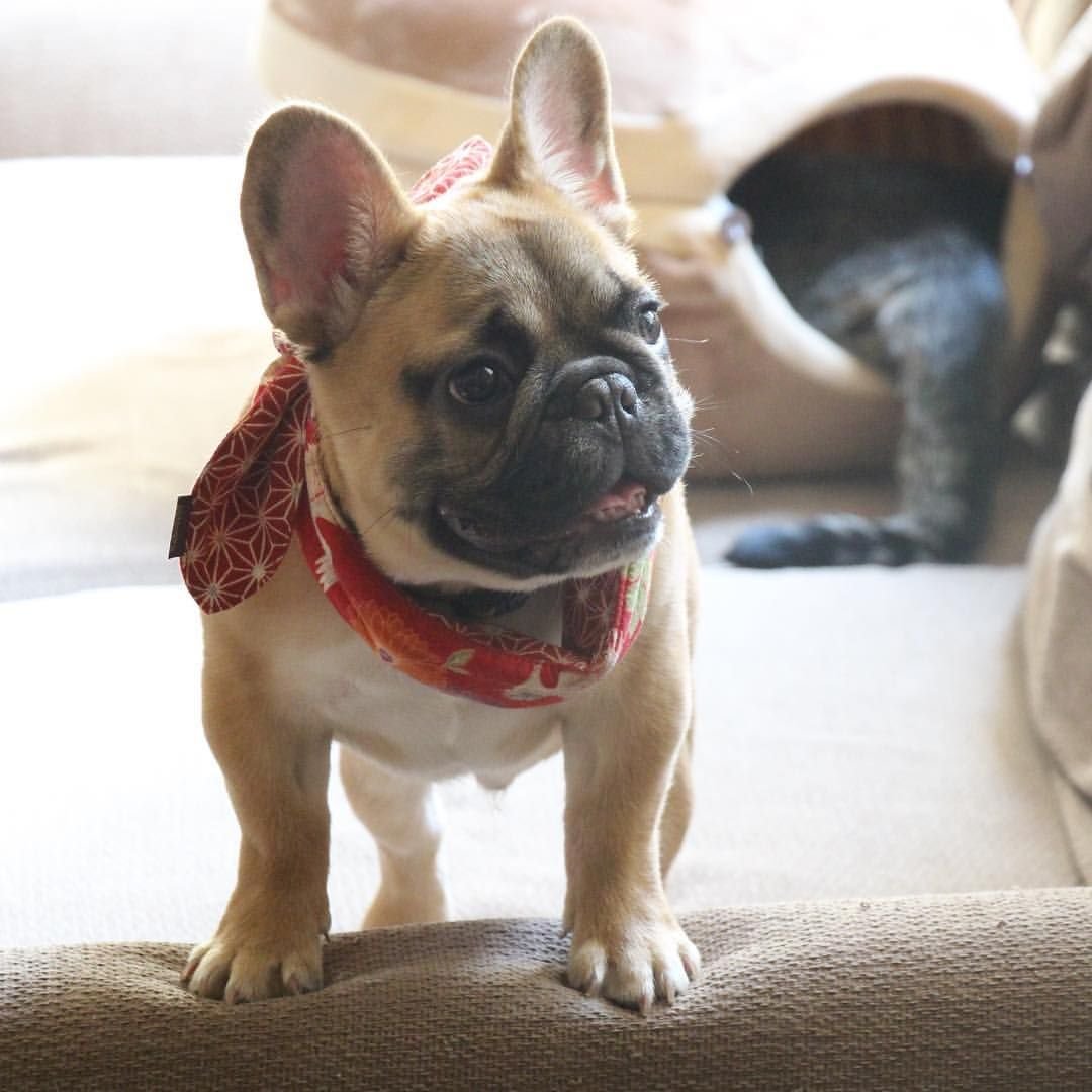 Французский бульдог ОПАЛЫЙ серый