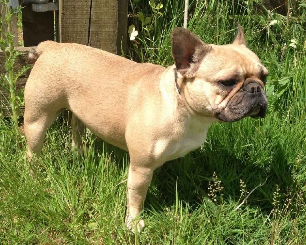 Французский бульдог палевый