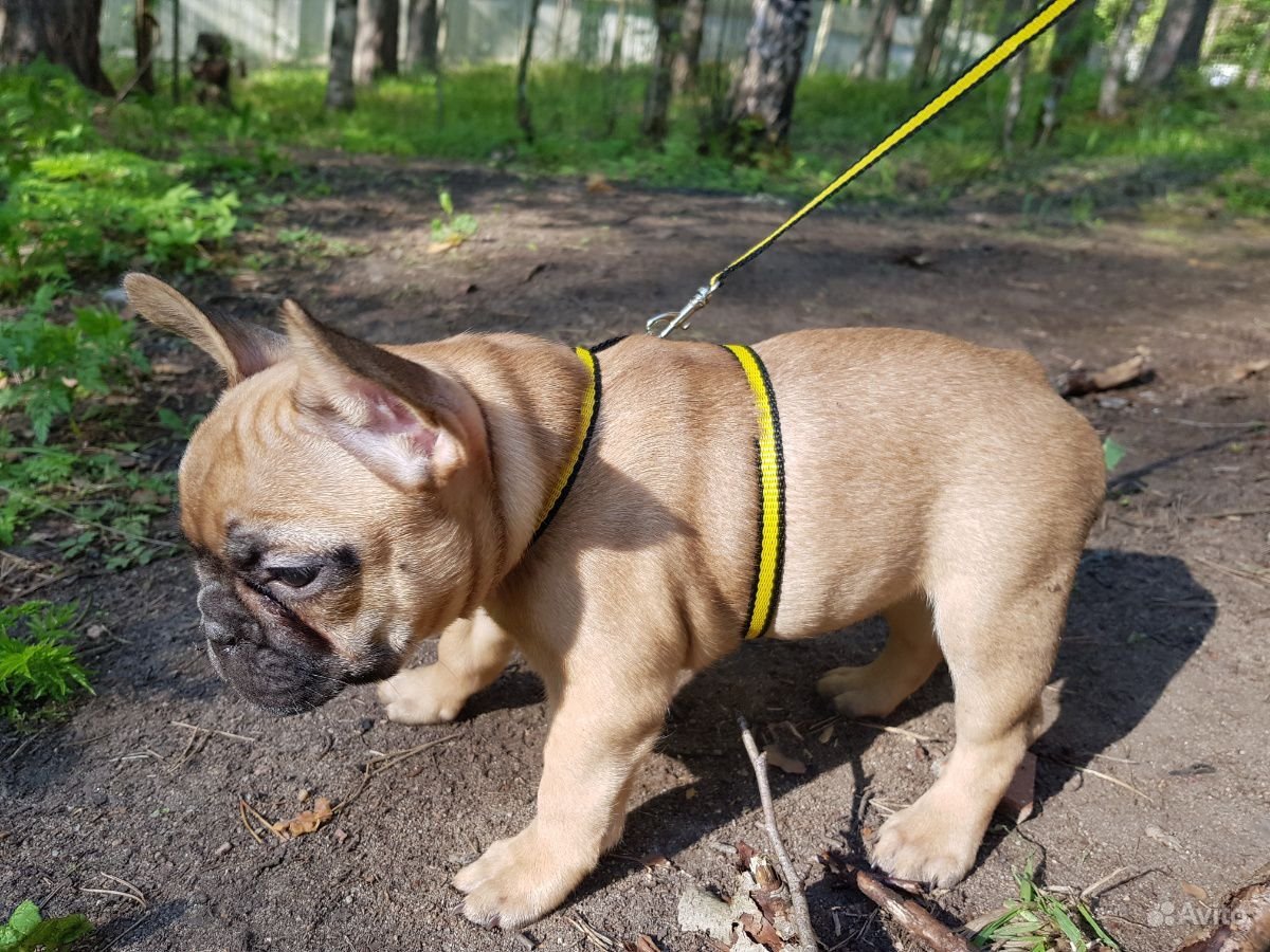 Французский бульдог палевый взрослый