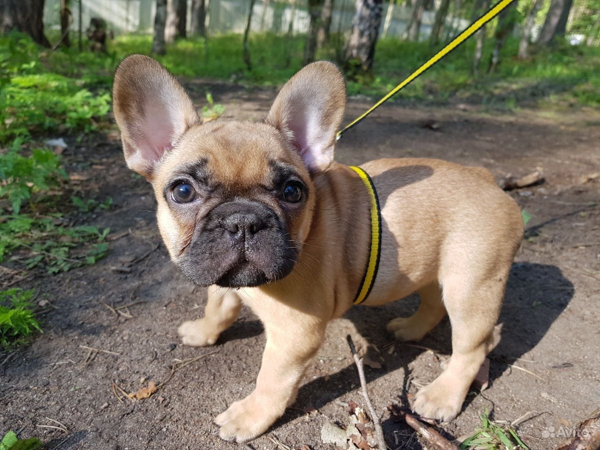 Французский бульдог окрас палевый суки