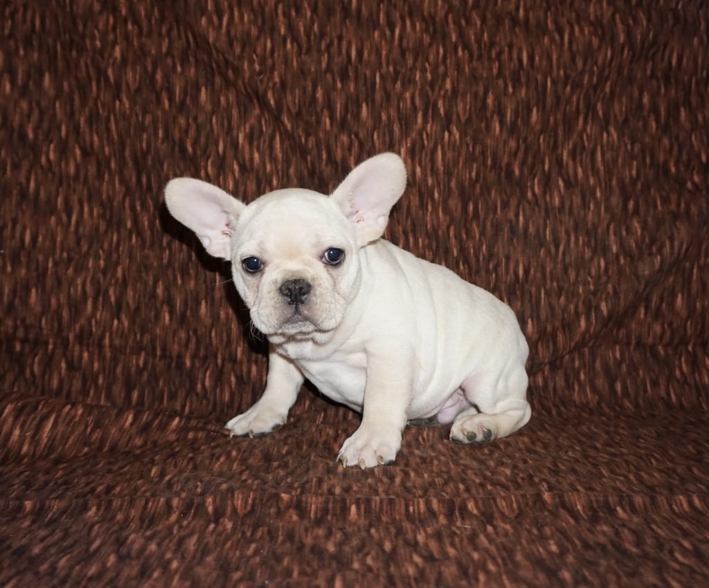 РКФ французский бульдог палевый окрас