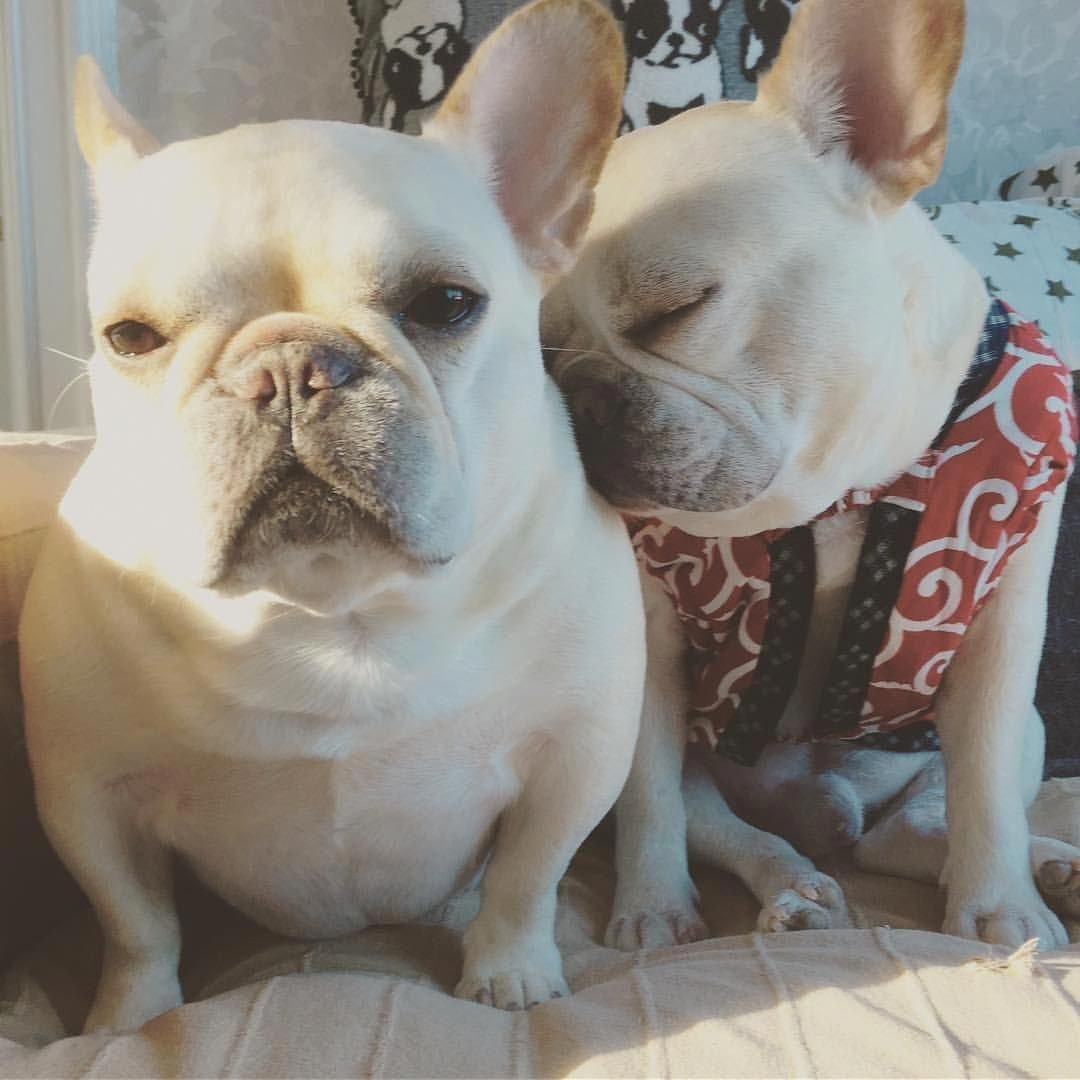 Карликовый бульдог