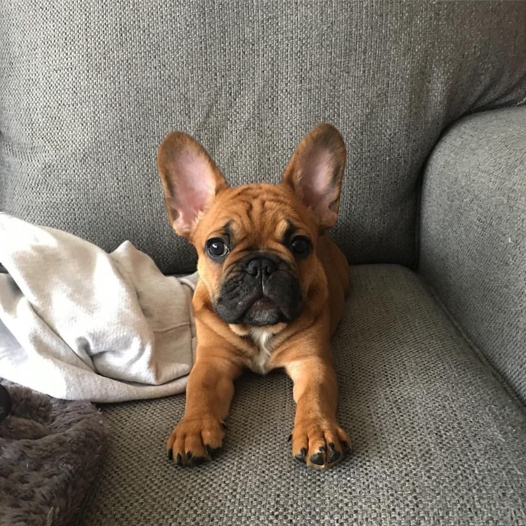Французский бульдог щенок