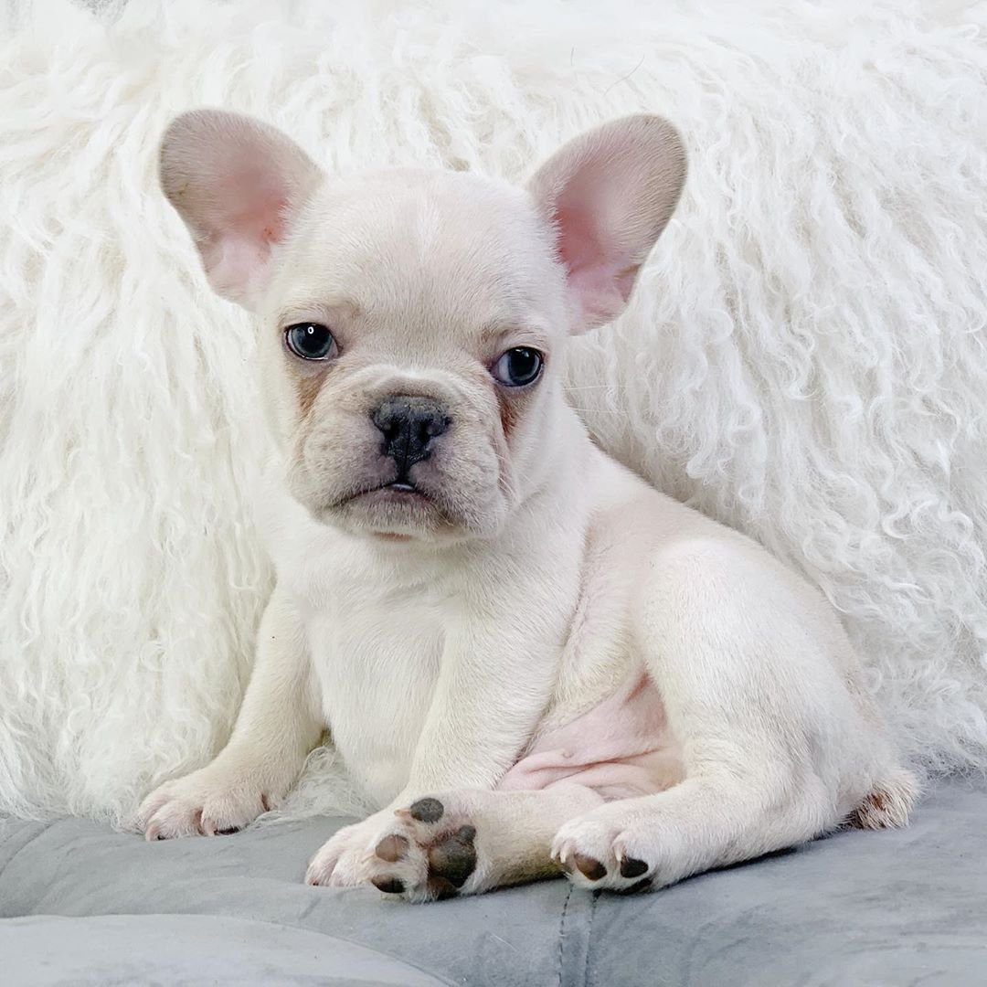 Французский бульдог палевый