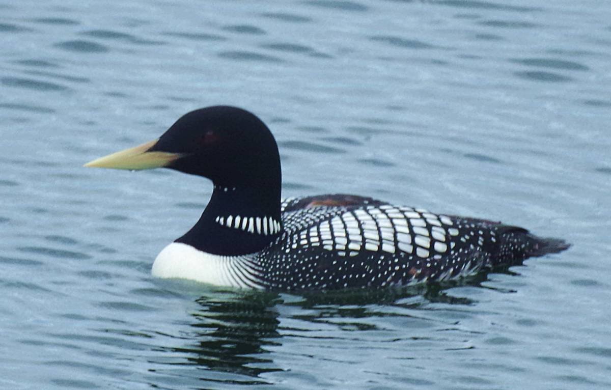 Европейская чернозобая гагара