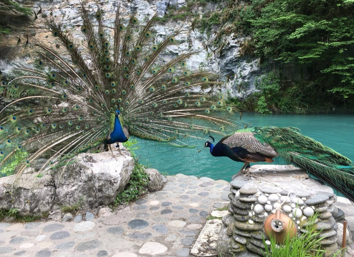 Северная утка гагара