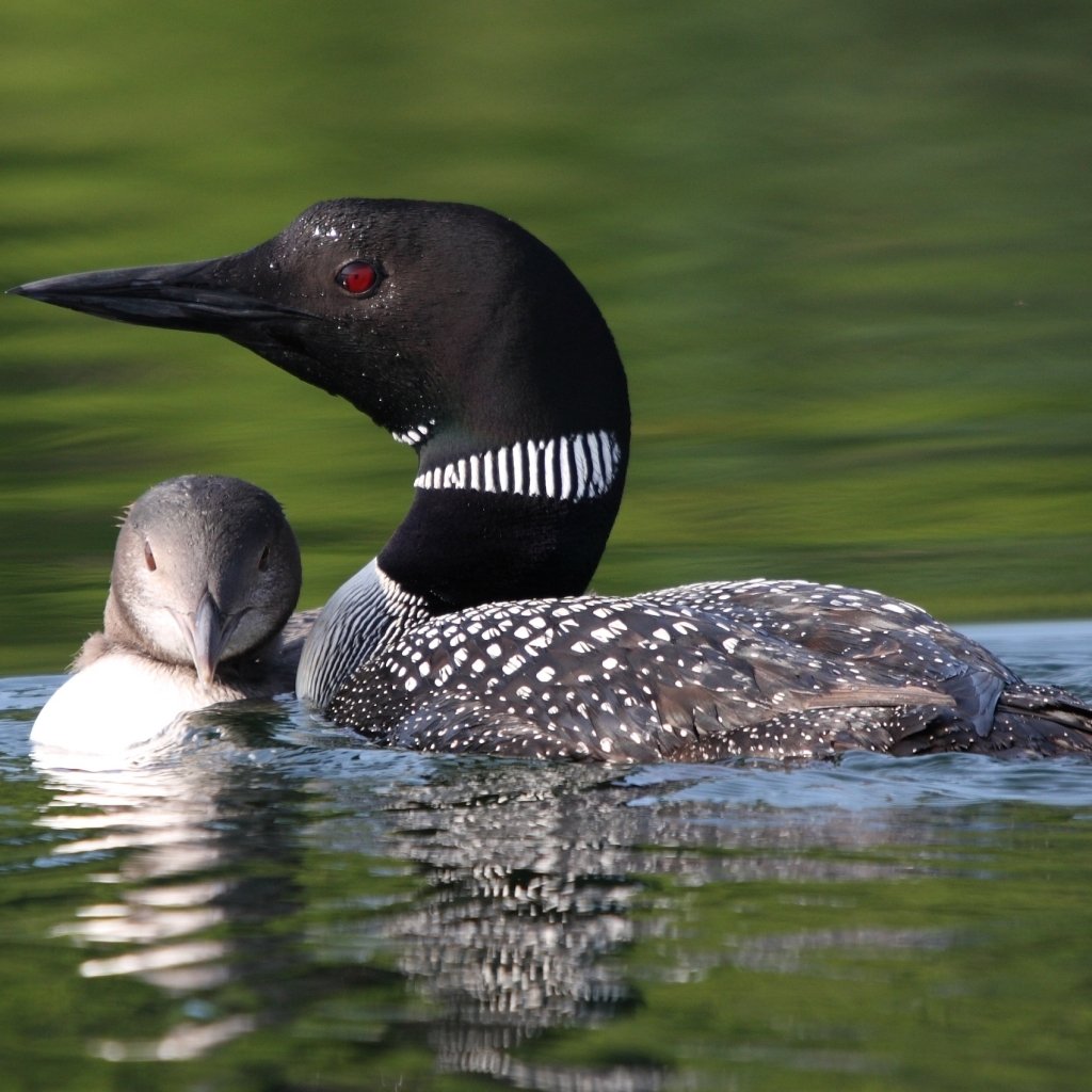 Краснозобая гагара