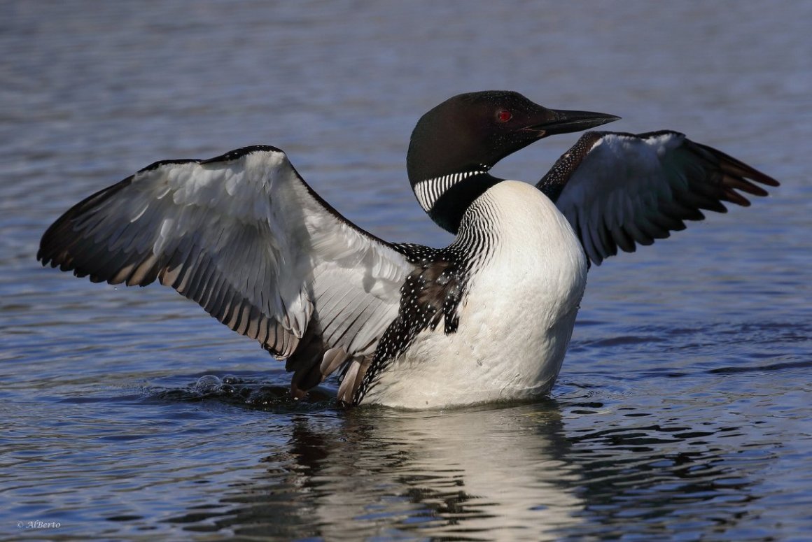 Common Loon