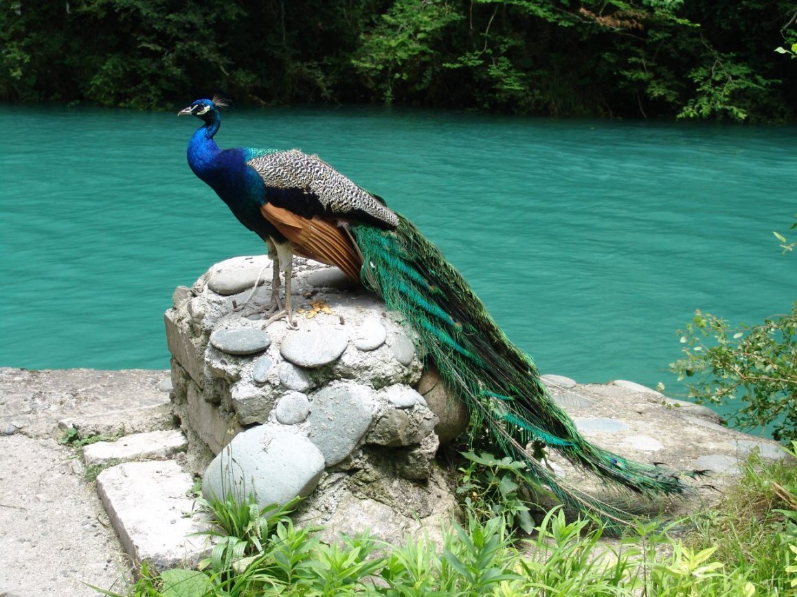 Павлин Аквилейский