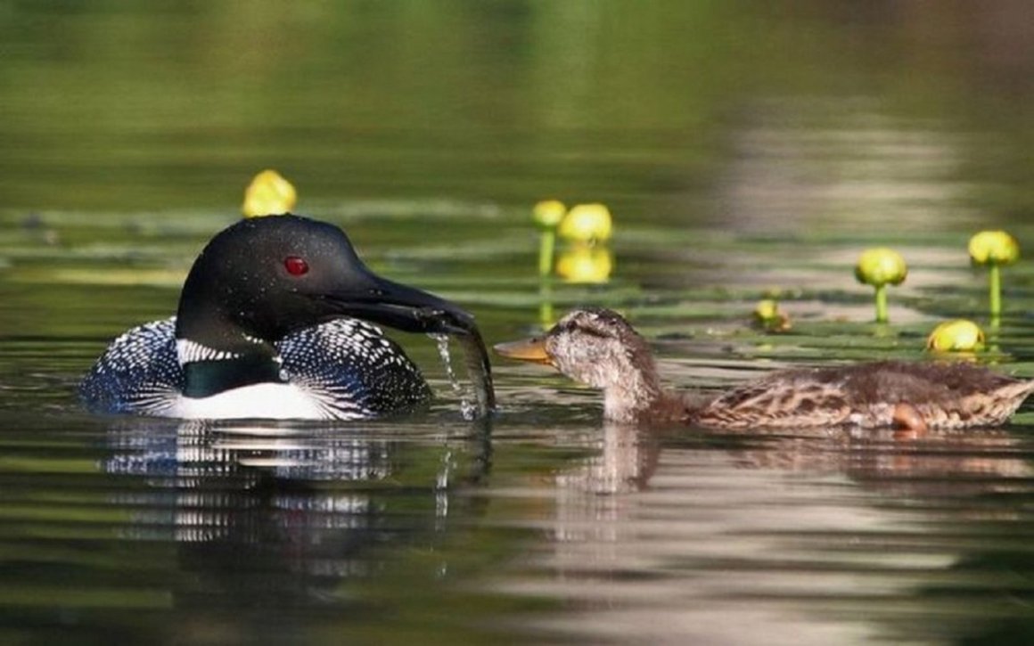 Путоранский заповедник белоклювая гагара