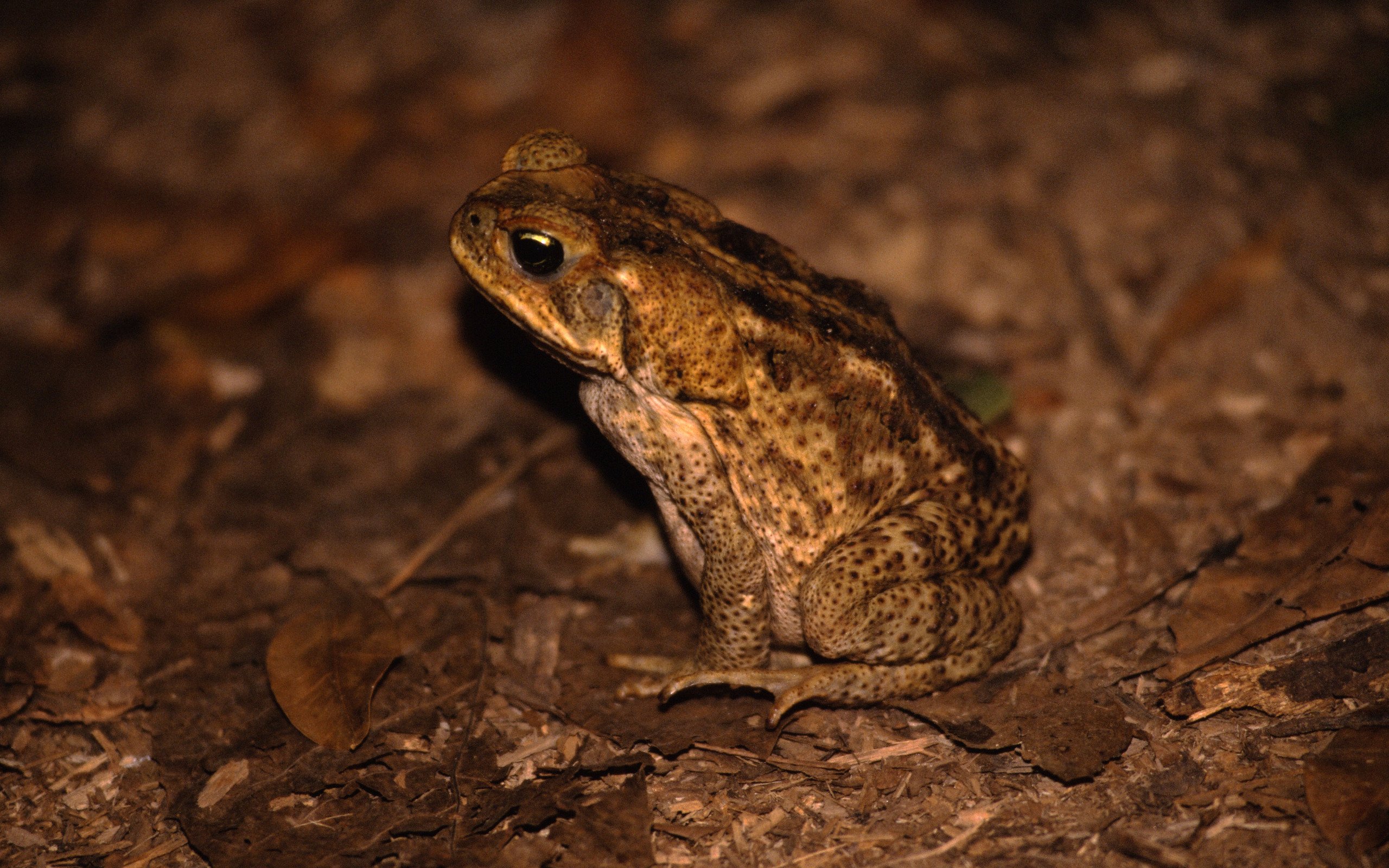 Земноводные пустыни. Пустынная австралийская жаба. Пустынный узкорот лягушка. Буфо Альвариус. Американская жаба.