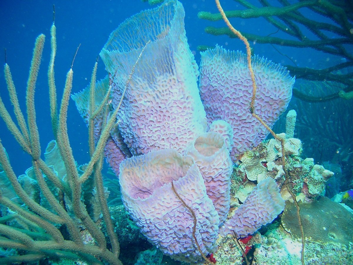 Porifera Spongia