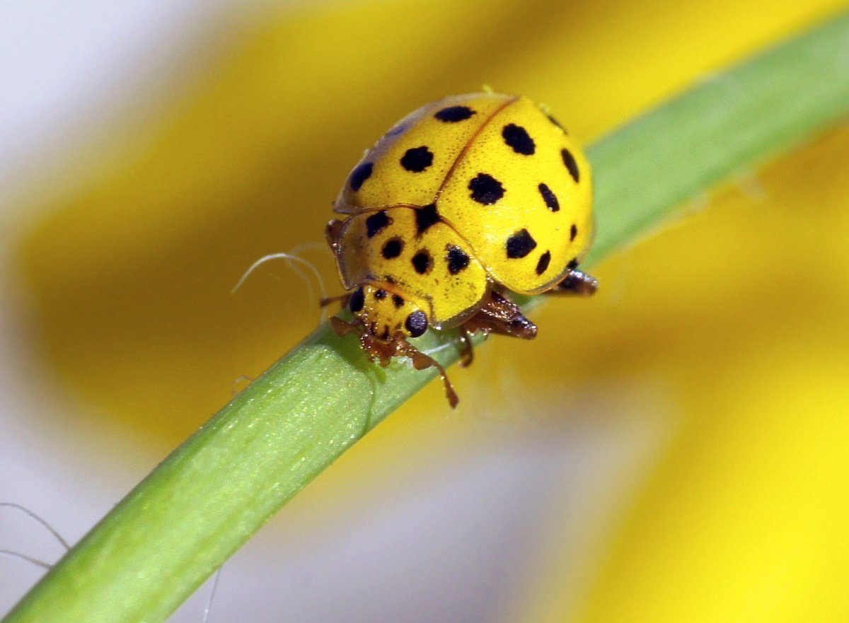 Двадцатидвухточечная коровка