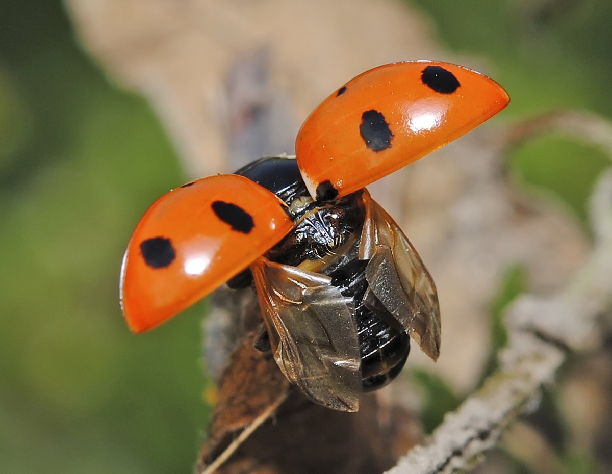 Крылья Божьей коровки