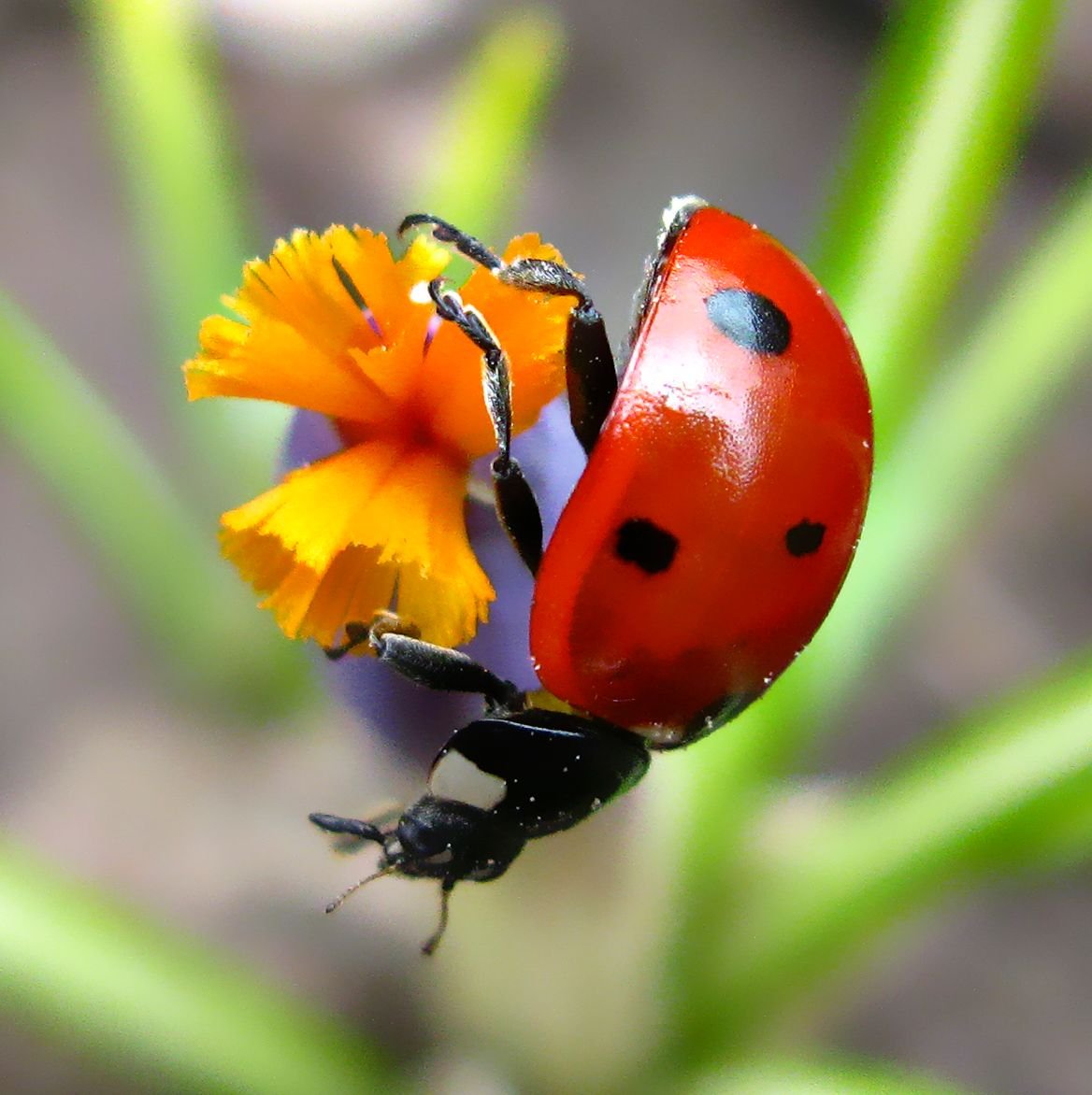 Божья коровка отряд