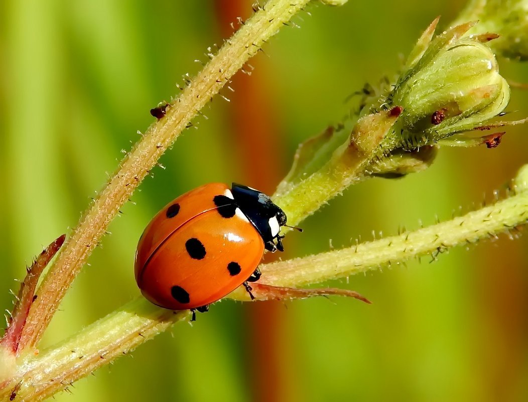 Желто оранжевая Божья коровка