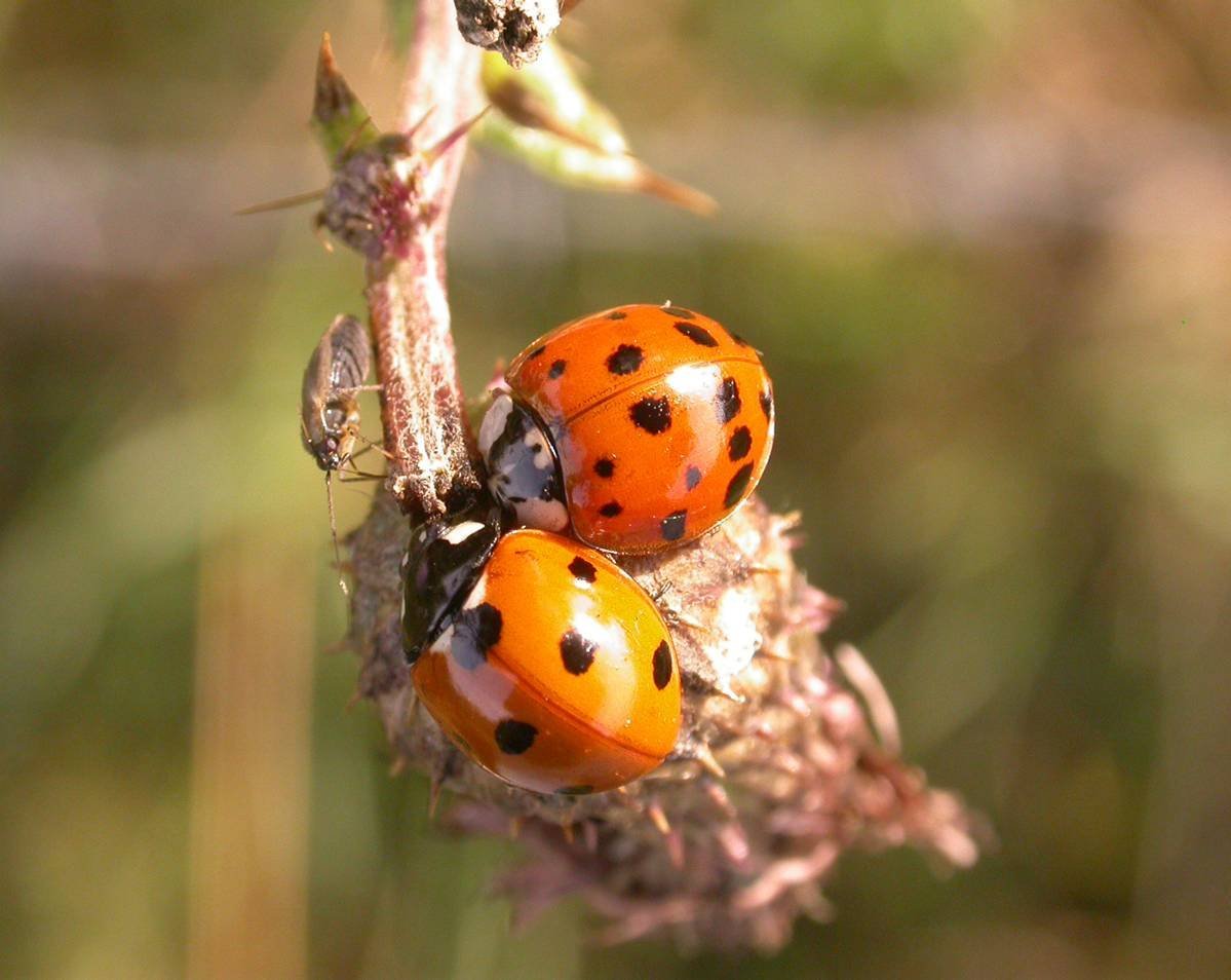 Божья коровка Арлекин