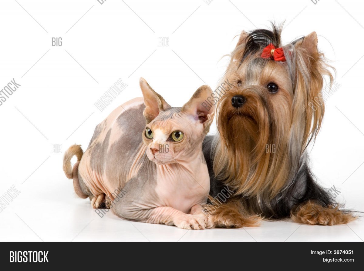 Йоркширский терьер лохматый