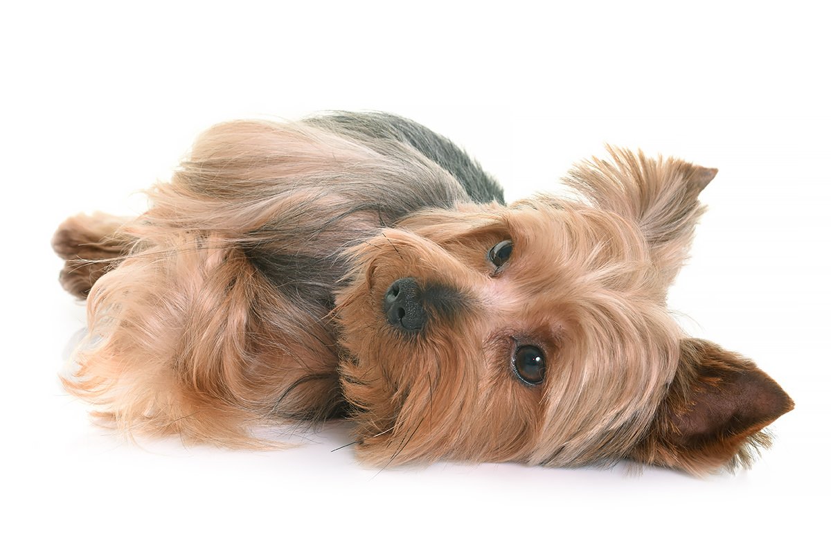 Биро Йоркширский терьер