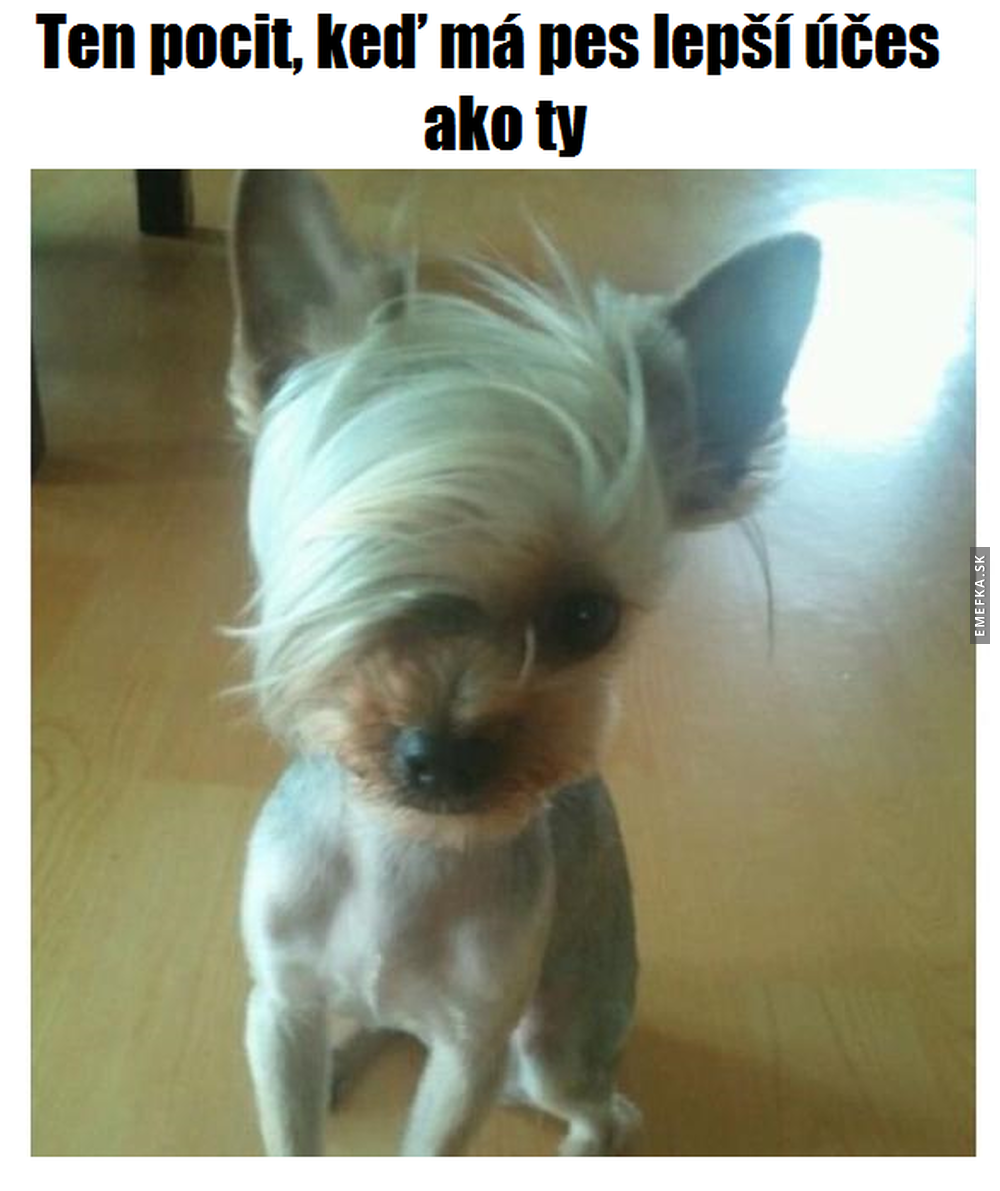 Йоркширский терьер в одежде