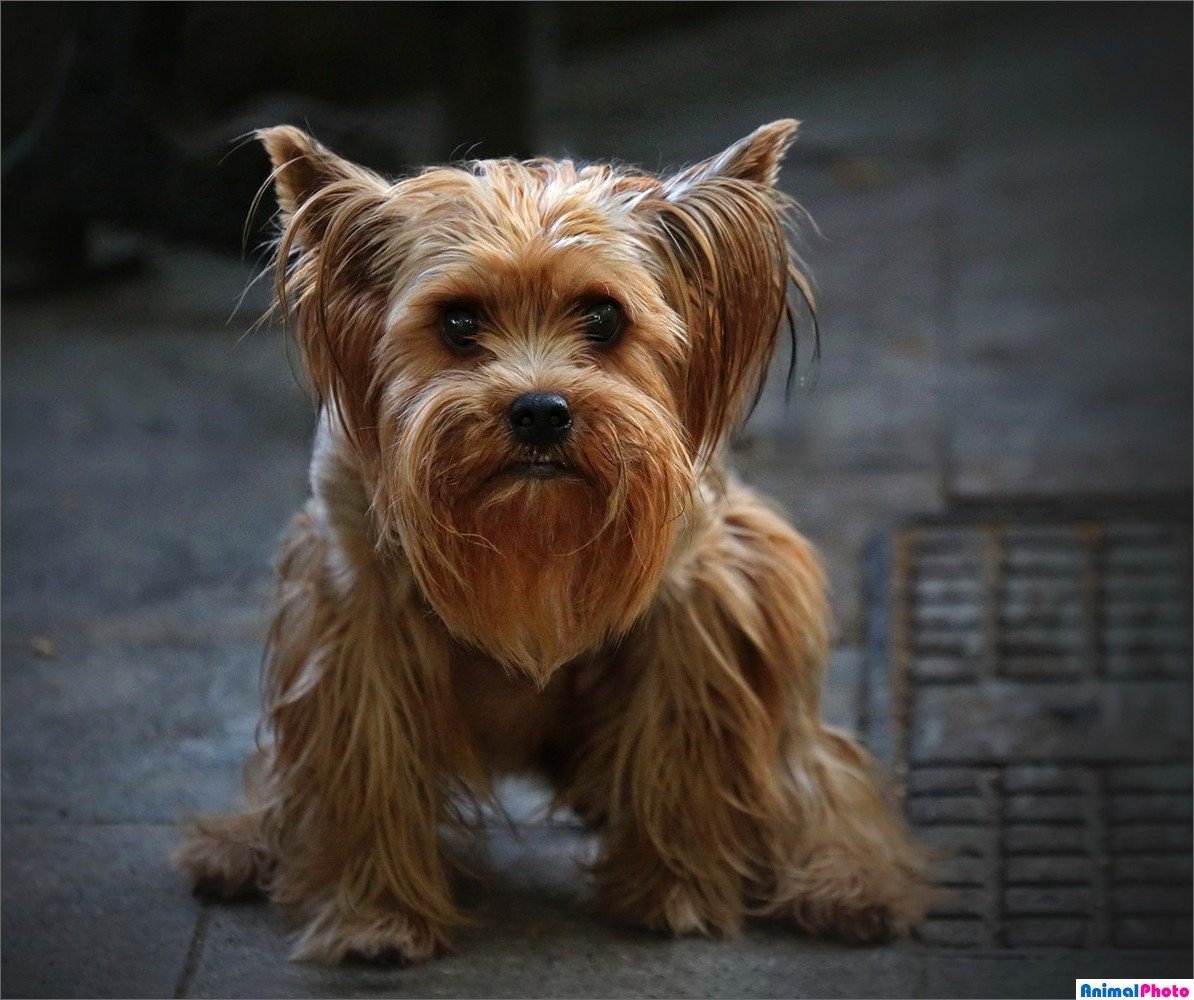 Лысый Йоркширский терьер