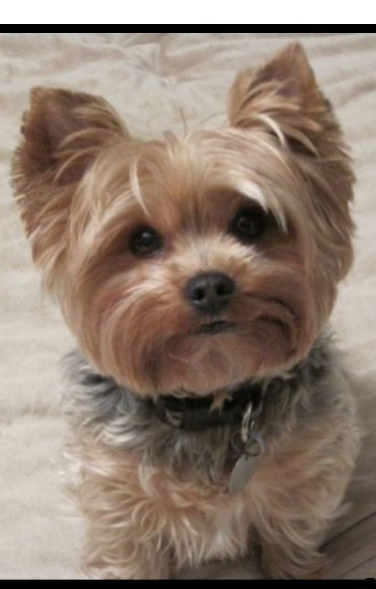 Наклейка Йоркширский терьер