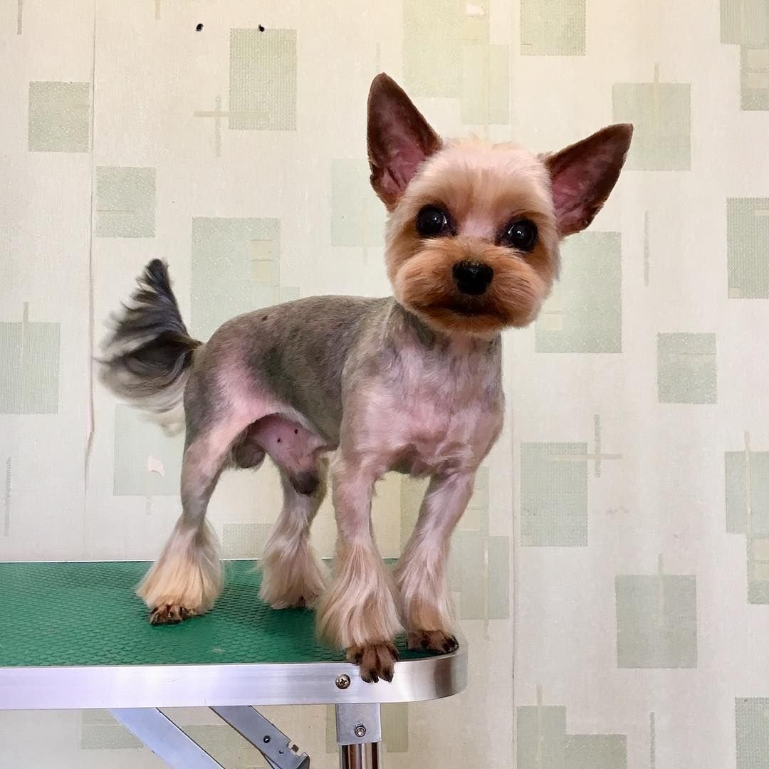 Ушки йоркширского терьера