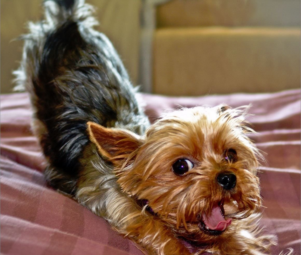 Карликовый Йоркширский терьер