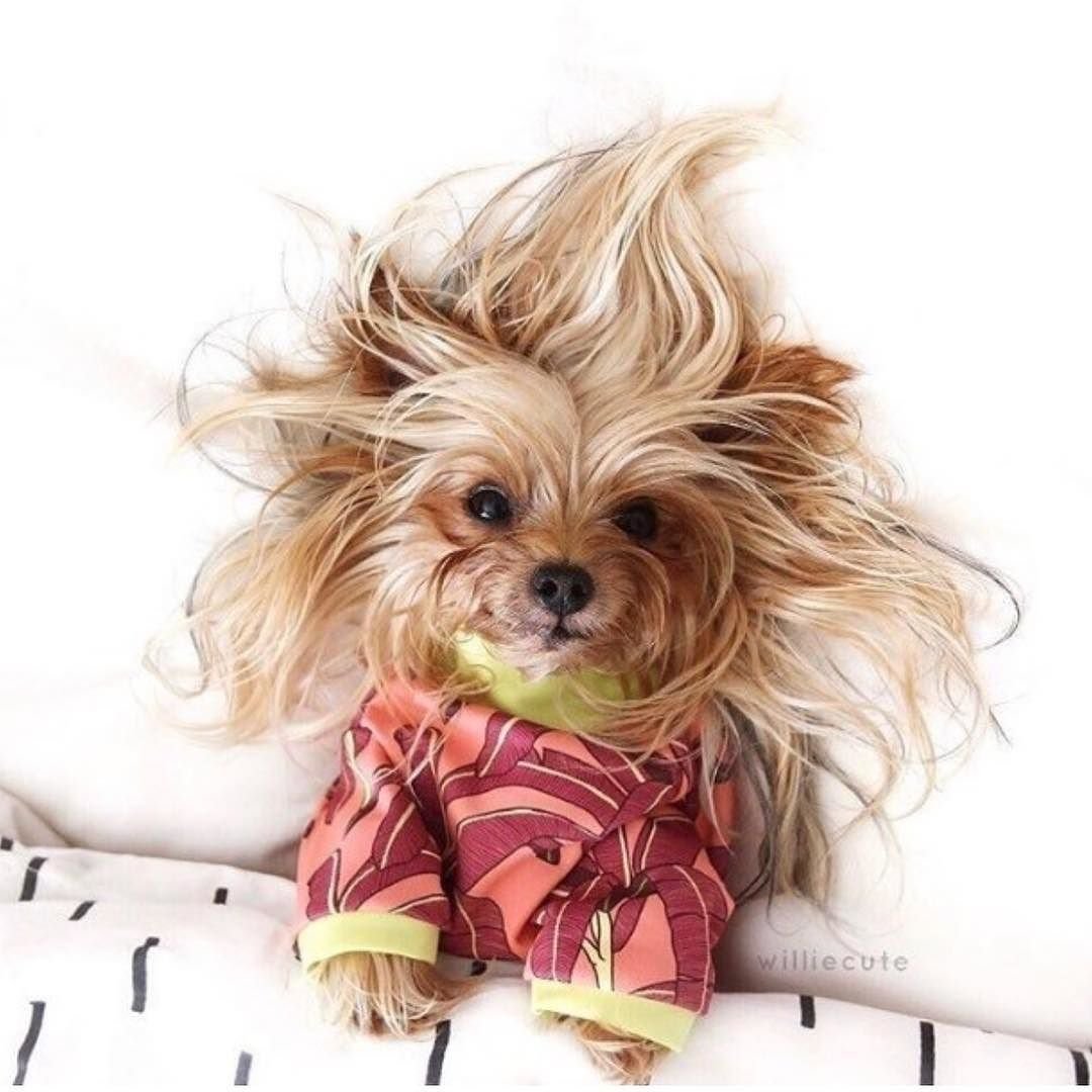 Карликовый Йоркширский терьер