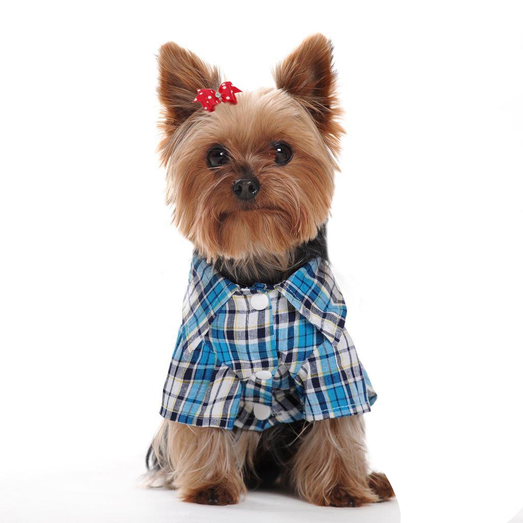 Толстый Йоркширский терьер