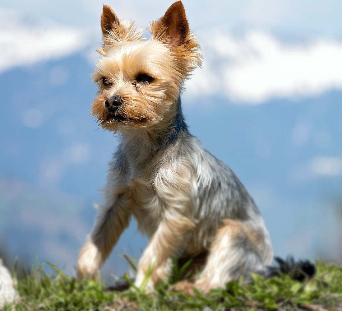 Йоркширский терьер альбинос