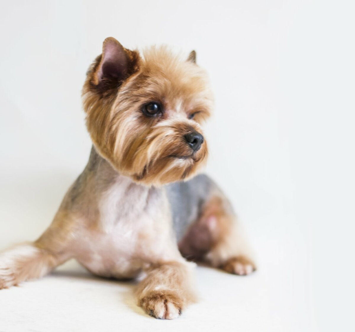 С днем рождения Йоркширский терьер