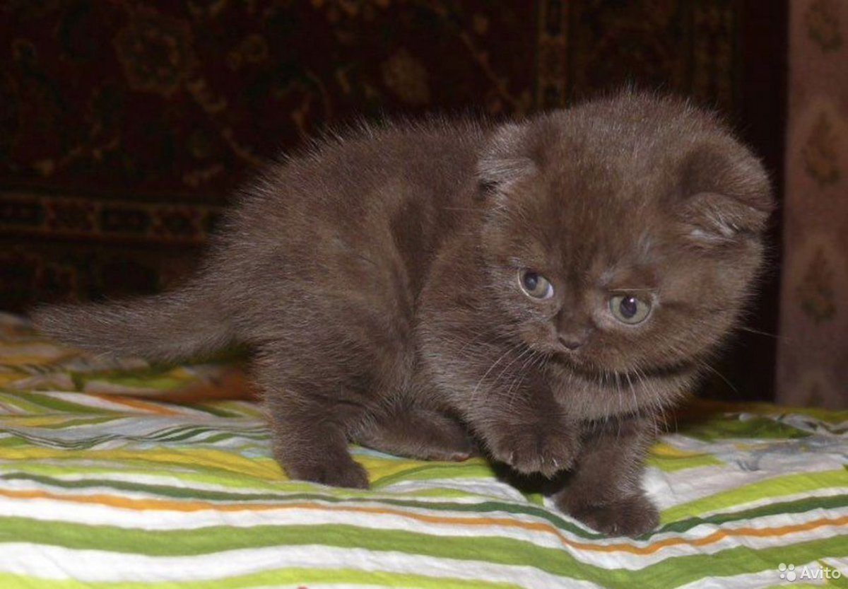 Шоколадный вислоухий шотландец