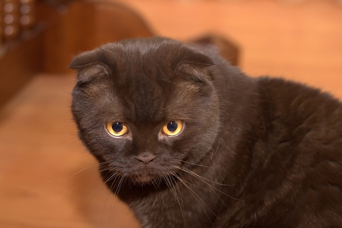 Шотландский вислоухий кот Горький шоколад