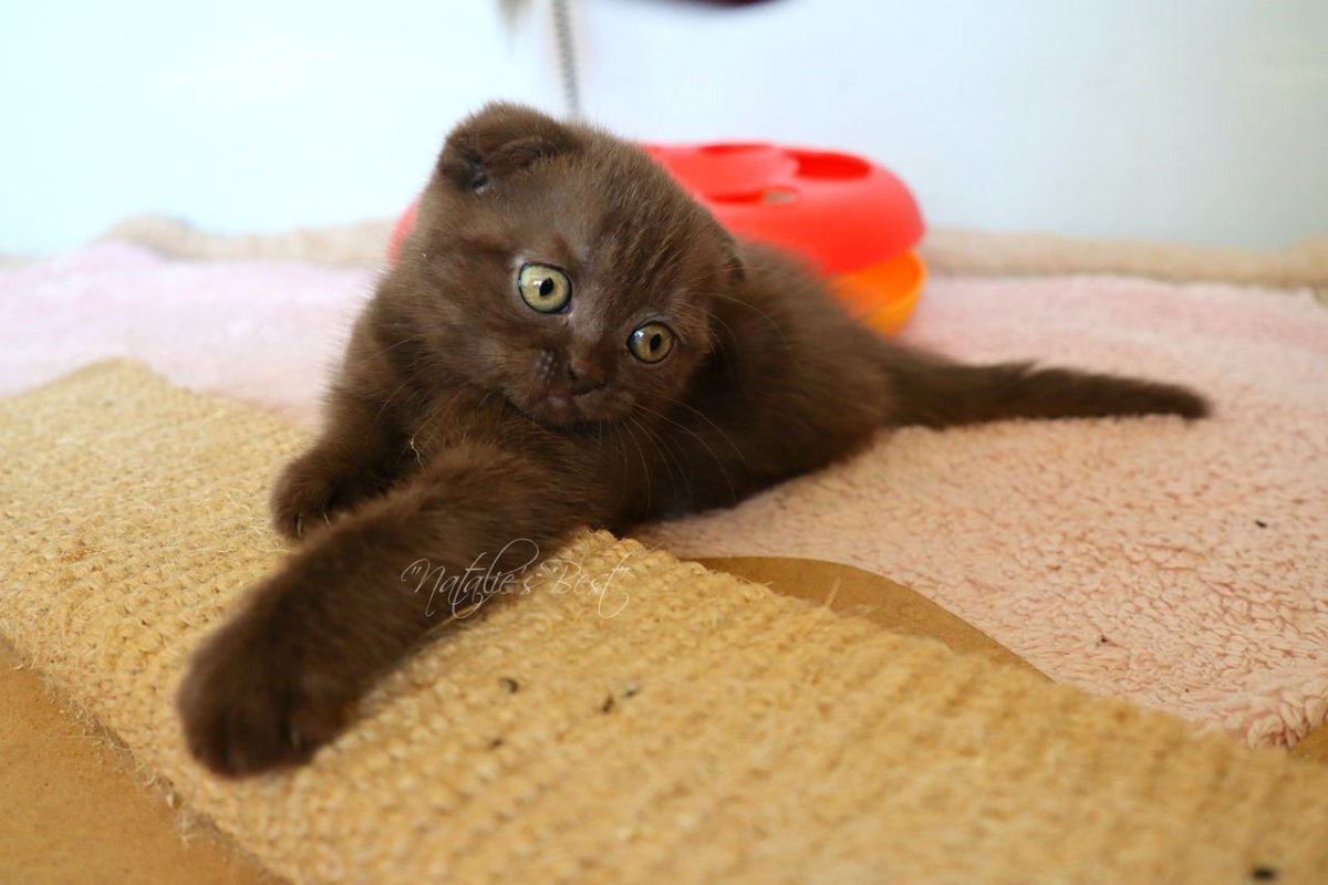 Шотландский скоттиш фолд вислоухий шоколадный