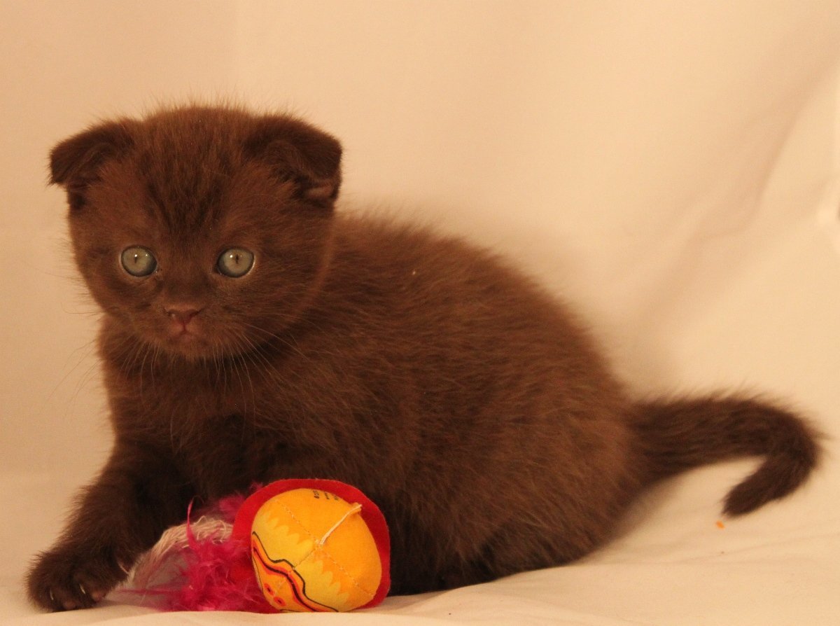 Котята скоттиш фолд вислоухие шоколадные