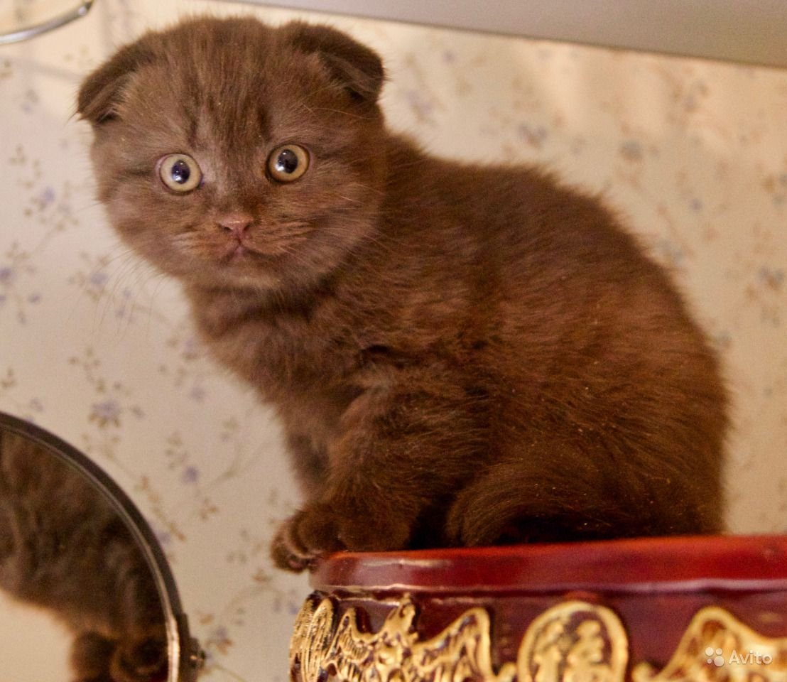 Скоттиш фолд шоколадный