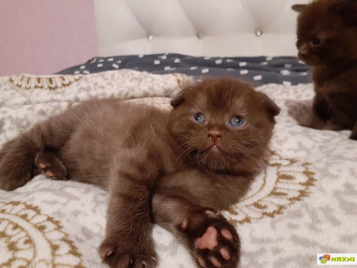 Шотландская вислоухая циннамон