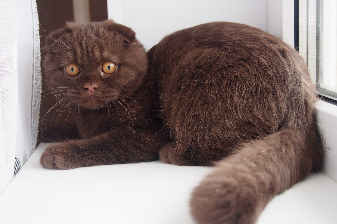 Шотландская вислоухая кошка коричневая - 72 фото