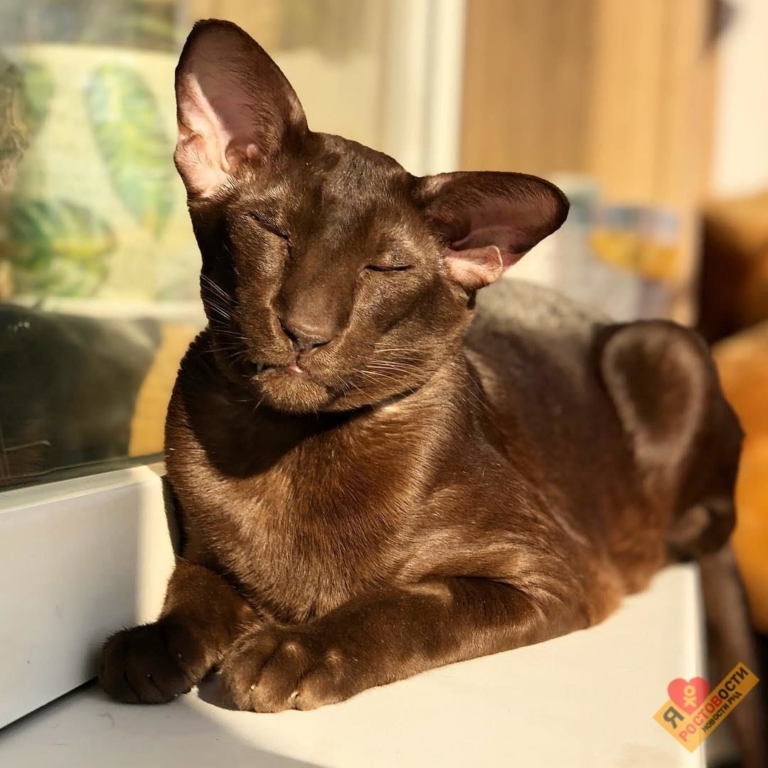 Армянская порода кошек