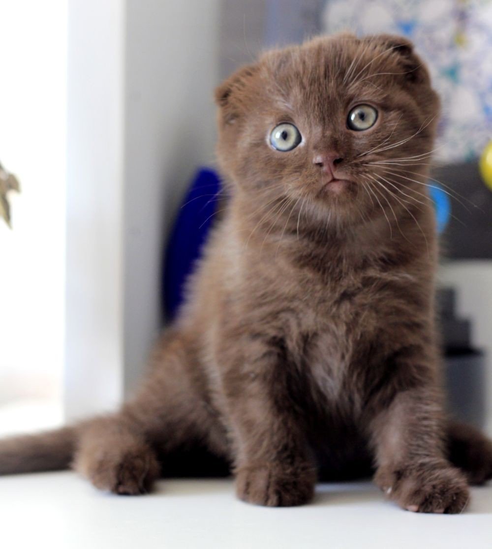 Шотландская вислоухая циннамон